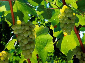 �V�����h�l